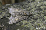 Moerasbos-uil (Acronicta strigosa)