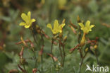 Moerashertshooi (Hypericum elodes) 