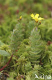 Moerashertshooi (Hypericum elodes) 