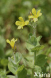 Marsh St John’s wort (Hypericum elodes)