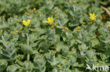 Marsh St John’s wort (Hypericum elodes)