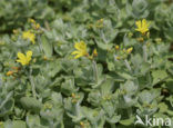 Marsh St John’s wort (Hypericum elodes)