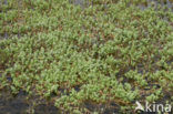 Moerashertshooi (Hypericum elodes) 