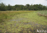 Moerashertshooi (Hypericum elodes) 