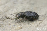 Elaphrus cupreus