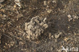 Mole (Talpa europaea)