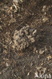 Mole (Talpa europaea)