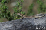 Muurhagedis (Podarcis muralis) 