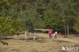 Nationaal Park Drents-Friese Wold