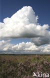 Nationaal Park Dwingelderveld