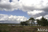 Nationaal Park Dwingelderveld