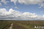 Nationaal Park Dwingelderveld