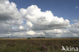 Nationaal Park Dwingelderveld