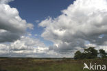 Nationaal Park Dwingelderveld