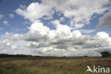 Nationaal Park Dwingelderveld