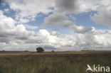 Nationaal Park Dwingelderveld