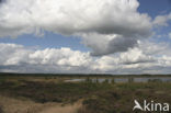 Nationaal Park Dwingelderveld