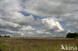 Nationaal Park Dwingelderveld