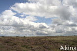 Nationaal Park Dwingelderveld