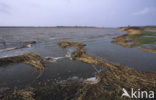 National Park Lauwersmeer