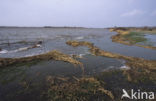 National Park Lauwersmeer