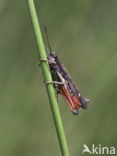 Woodland Grasshopper (Omocestus rufipes)