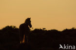 New Forest pony (Equus spp.)