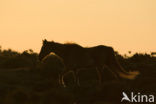 New Forest pony (Equus spp.)