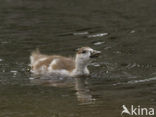 Egyptian Goose (Alopochen aegyptiaca)