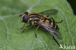 Noordse pendelvlieg (Helophilus affinis)