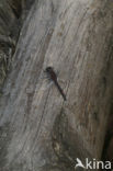 Northern White-faced darter (Leucorrhinia rubicunda)
