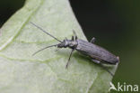 Oedemera virescens