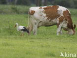 White Stork (Ciconia ciconia)