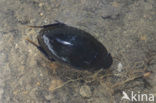 Oostelijke spinnende watertor (Hydrophilus aterrimus)