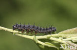 Yellow-legged Tortoiseshell (Nymphalis xanthomelas)