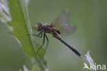 Oostelijke witsnuitlibel (Leucorrhinia albifrons) 