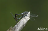 Oostelijke witsnuitlibel (Leucorrhinia albifrons) 