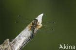 Eastern White-faced Darter (Leucorrhinia albifrons)