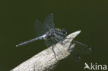 Eastern White-faced Darter (Leucorrhinia albifrons)