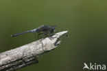 Oostelijke witsnuitlibel (Leucorrhinia albifrons) 