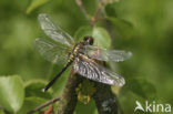 Oostelijke witsnuitlibel (Leucorrhinia albifrons) 