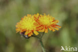 Oranje havikskruid (Hieracium aurantiacum)