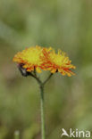 orange hawkweed (Hieracium aurantiacum)