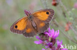 Oranje zandoogje (Pyronia tithonus)