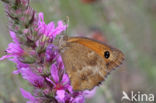 Oranje zandoogje (Pyronia tithonus)