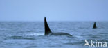 Orka