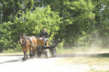 Paard (Equus spp)