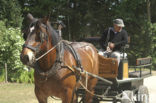 Paard (Equus spp)