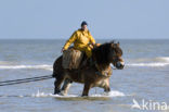 Paard (Equus spp)