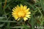 Paardenbloem (Taraxacum spec.)